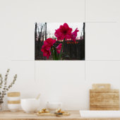 Red Amaryllis en Winter Sunrise Poster (Keuken)
