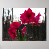 Red Amaryllis en Winter Sunrise Poster (Voorkant)