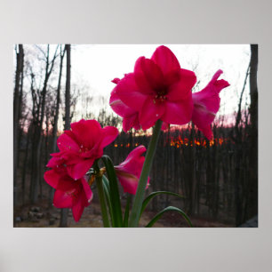 Red Amaryllis en Winter Sunrise Poster