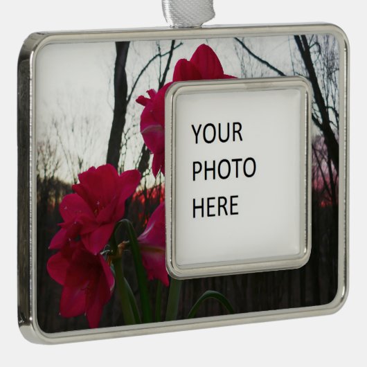 Red Amaryllis en Winter Sunrise Verzilverd Omlijst Ornament (Rechts)