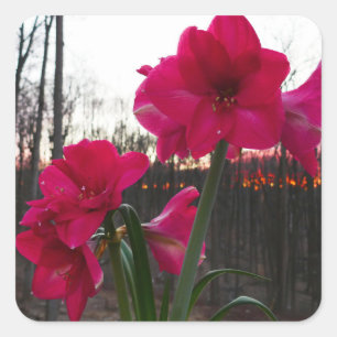 Red Amaryllis en Winter Sunrise Vierkante Sticker