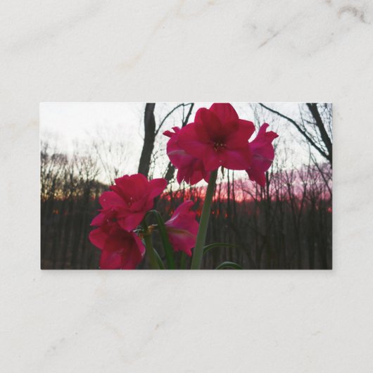 Red Amaryllis en Winter Sunrise Visitekaartje (Achterkant)