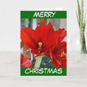 Red Amaryllis Feestdagen Kaart (Voorkant)