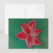 Red Amaryllis Feestdagenkaart (Voorkant / Achterkant)