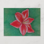 Red Amaryllis Feestdagenkaart (Voorkant)