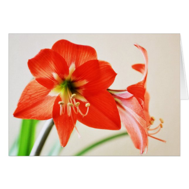 Red Amaryllis Flower (Voorkant Horizontaal)