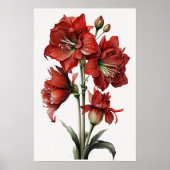 Red Amaryllis Flower Art Print Poster (Voorkant)