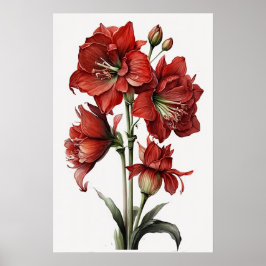 Red Amaryllis Flower Art Print Poster