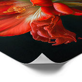 Red Amaryllis Flower Art Print Poster (Hoek)