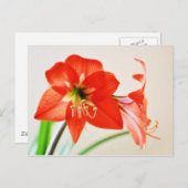 Red Amaryllis Flower Briefkaart (Voorkant / Achterkant)