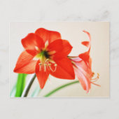Red Amaryllis Flower Briefkaart (Voorkant)