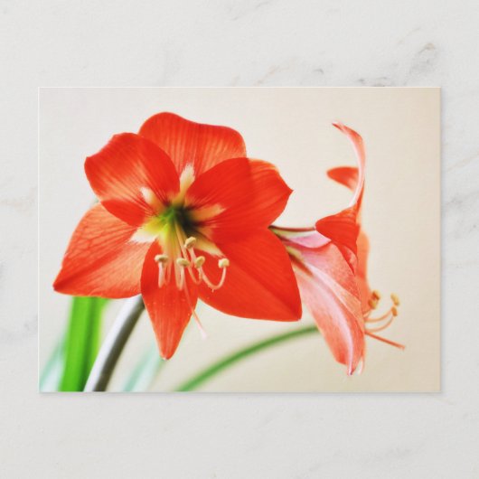 Red Amaryllis Flower Briefkaart (Voorkant)