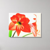 Red Amaryllis Flower Canvas Afdruk (Voorkant)