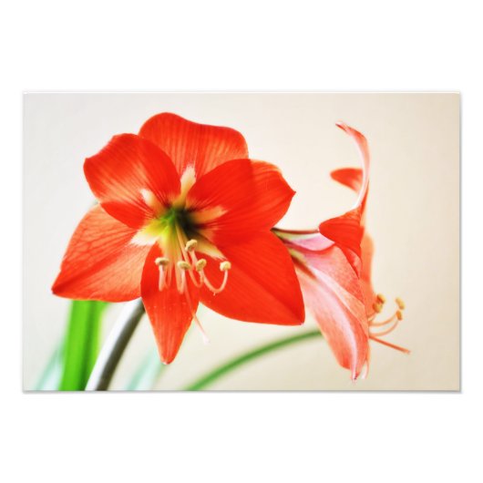 Red Amaryllis Flower Foto Afdruk (Voorkant)