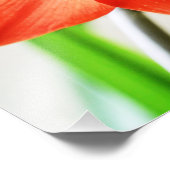 Red Amaryllis Flower Foto Afdruk (Hoek)