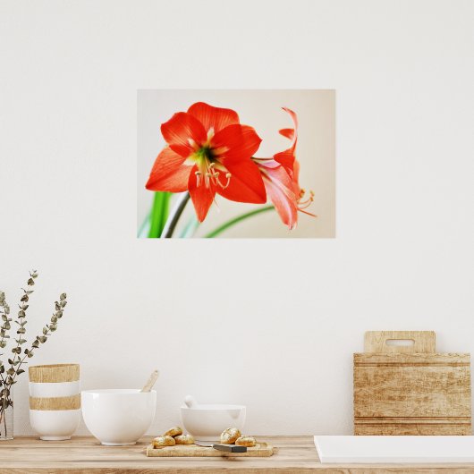 Red Amaryllis Flower Poster (Keuken)