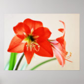 Red Amaryllis Flower Poster (Voorkant)