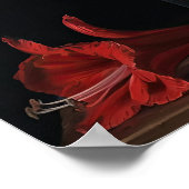 Red Amaryllis Flowers Art Print Poster (Hoek)