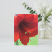 Red Amaryllis Natuur Garden Briefkaart (Staand voorkant)