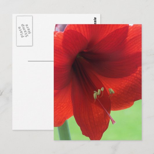 Red Amaryllis Natuur Garden Briefkaart (Voorkant / Achterkant)