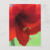 Red Amaryllis Natuur Garden Briefkaart (Voorkant)