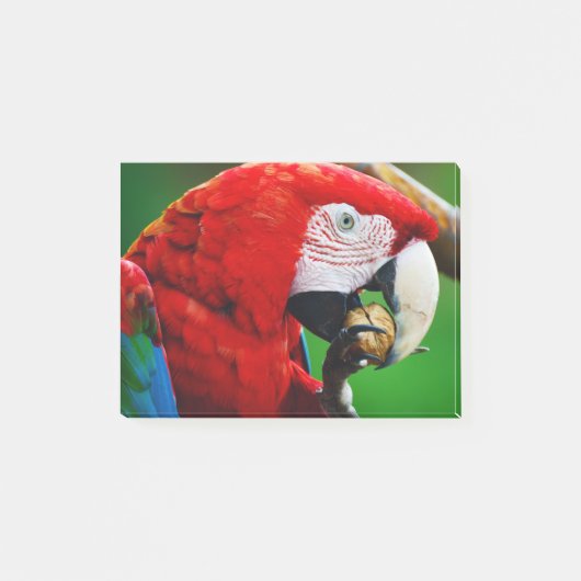 Red-and-green Macaw Post-it® Notes (Voorkant)