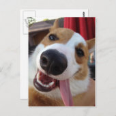 Red and White Pembroke Welsh Corgi Briefkaart (Voorkant / Achterkant)