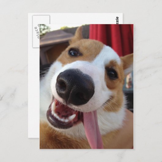 Red and White Pembroke Welsh Corgi Briefkaart (Voorkant / Achterkant)