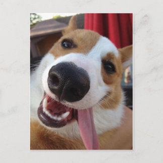 Red and White Pembroke Welsh Corgi Briefkaart