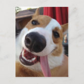 Red and White Pembroke Welsh Corgi Briefkaart (Voorkant)