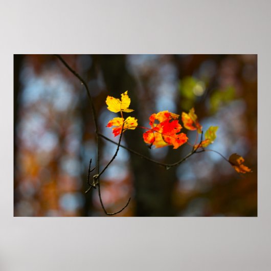 Red and Yellow Leaves Poster (Voorkant)