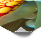Red And Yellow Sea Star Poster (Hoek)