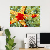 Red And Yellow Sea Star Poster (Thuiskantoor)