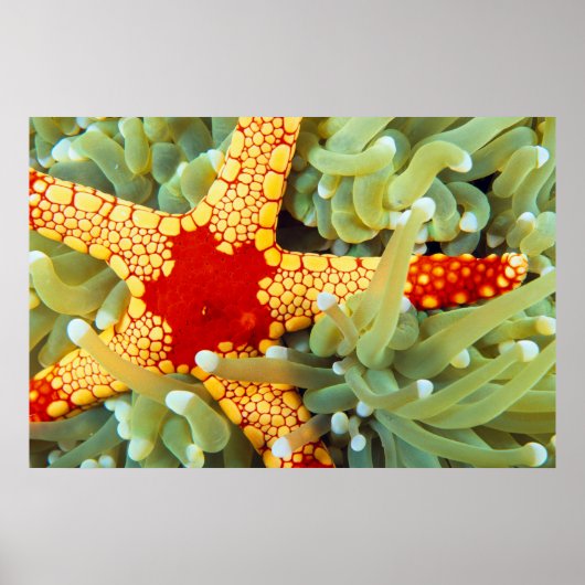 Red And Yellow Sea Star Poster (Voorkant)