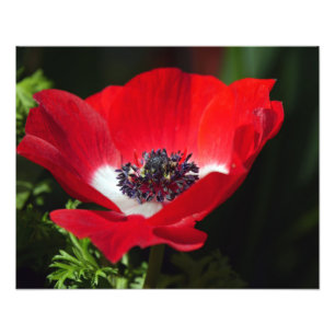 Red Anemone Foto Afdruk