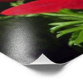 Red Anemone Foto Afdruk (Hoek)