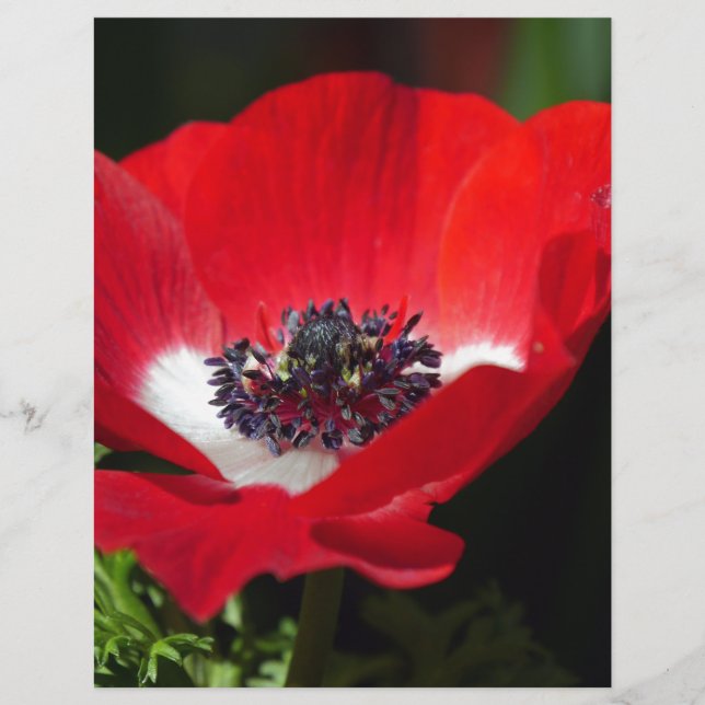Red Anemone.JPG (Voorkant)