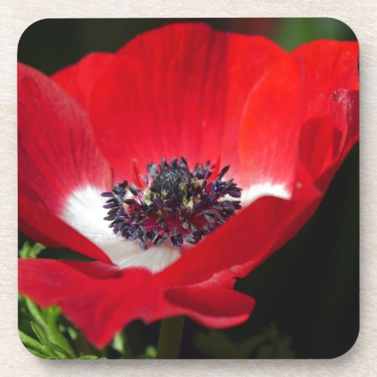 Red Anemone.JPG Bier Onderzetter (Voorkant)