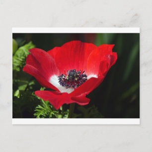 Red Anemone.JPG Briefkaart