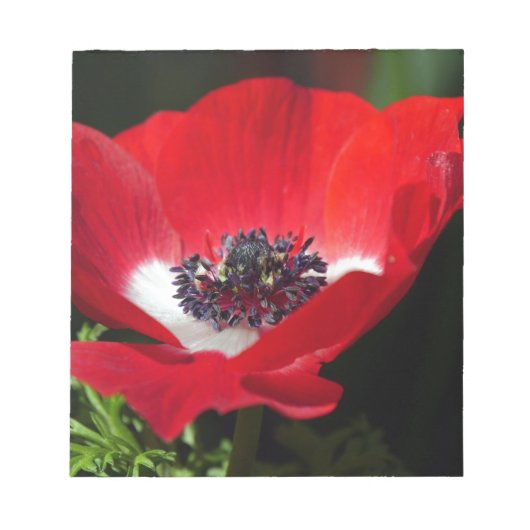 Red Anemone.JPG Notitieblok (Voorkant)