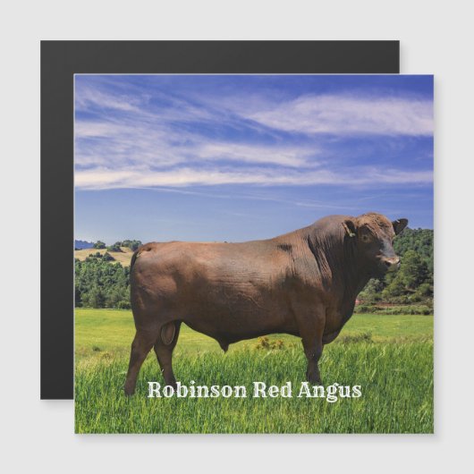 Red Angus Bull  (Voorkant / Achterkant)