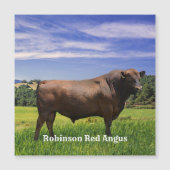 Red Angus Bull  (Voorkant)