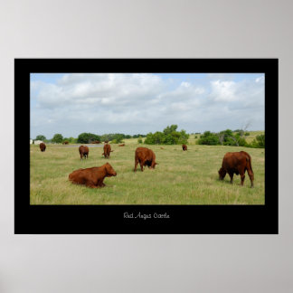 Red Angus Cattle Poster Print