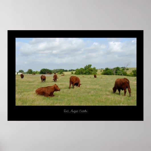 Red Angus Cattle Poster Print (Voorkant)