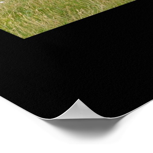 Red Angus Cattle Poster Print (Hoek)