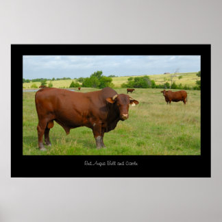 Red Angus Cattle Poster Print