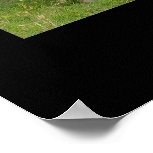 Red Angus Cattle Poster Print (Hoek)