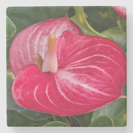 Red Anthurium Bloom Floral Stenen Onderzetter (Voorkant)