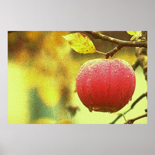 "Red Apple" verkuilt foto. Bestel nu Poster (Voorkant)