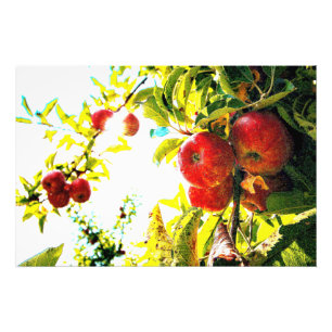 "Red Apples Tree on Sunny Day" Kute Photo. Bestel  Foto Afdruk